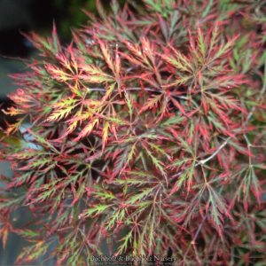 Dragon's Fire Weeing Japanese Maple