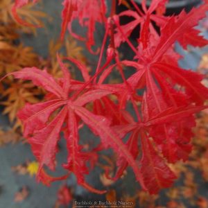Earthfire Japanese Maple