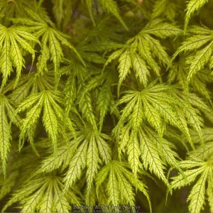Filigree Weeping Japanese Maple