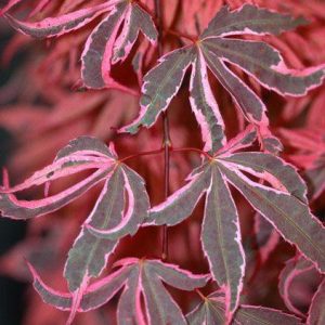 Geisha Gone Wild Japanese Maple