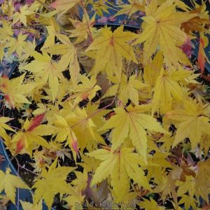 Gold Digger Japanese Maple
