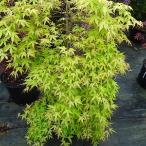 Golden Falls Weeping Japanese Maple