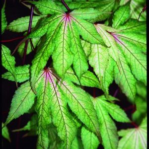 Grandma Ghost Japanese Maple