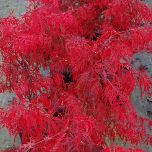 Heartbeat Weeping Japanese Maple
