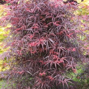 Hubb's Red Willow Japanese Maple