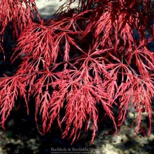 Inaba Shidare Weeping Japanese Maple