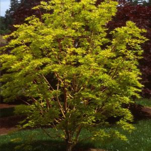 Japanese Sunrise Maple