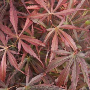 Jerre Schwartz Japanese Maple