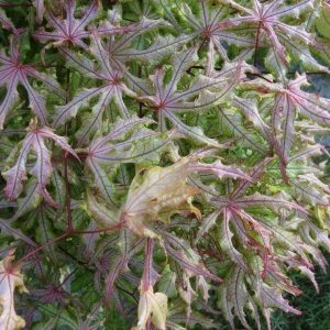 Jubilee Japanese Maple