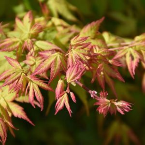 Kashmina Japanese Maple