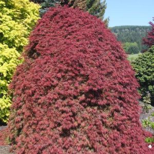 Orangeola Weeping Japanese Maple