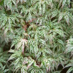 Ukigumo Japanese Maple