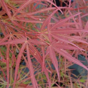 Villa Taranto Japanese Maple