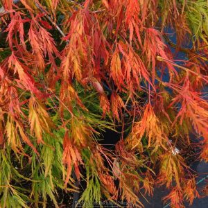 Weeping Japanese Maple