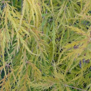 Waterfall Japanese Maple
