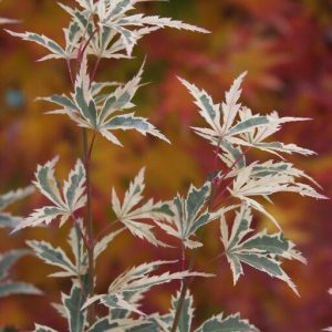 White Butterfly Japanese Maple