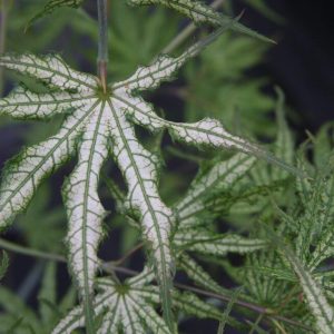 White Peaches Japanese Maple