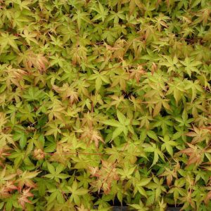Winter Orange Japanese Maple