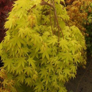 Yellow Cascade Japanese Maple