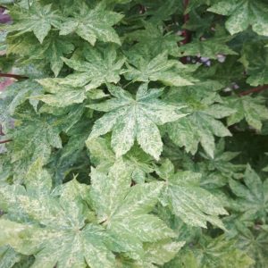 Variegated Korean Maple