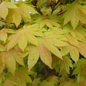 Blue Moon Fullmoon Maple