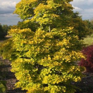 Golden Fullmoon Maple