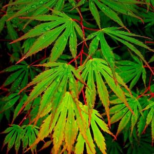 Sensu Fullmoon Maple