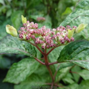 O Amacha Nishiki Mountain Hydrangea
