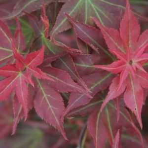 Beni Hoshi Japanese Maple