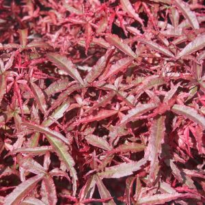 Beni Komachi Japanese Maple