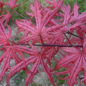 Celebration Japanese Maple