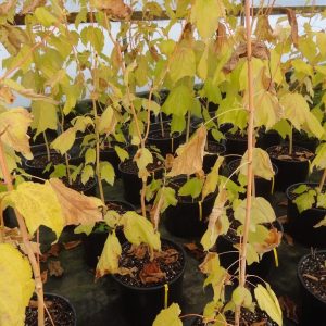Wintergold Snake Bark Maple