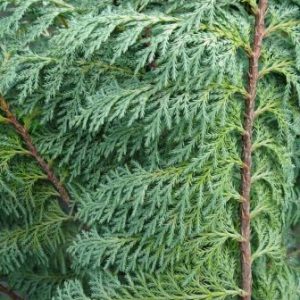Nidifera Nootka Cypress