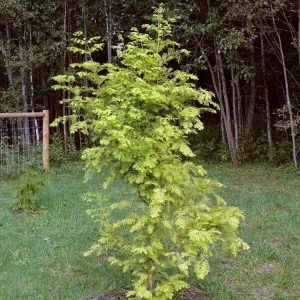 Nitschke Cream Dawn Redwood