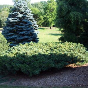 Blue Dwarf Japanese Stone Pine