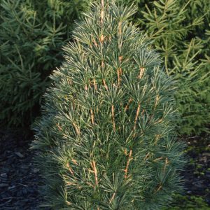 Wintergreen Japanese Umbrella Pine