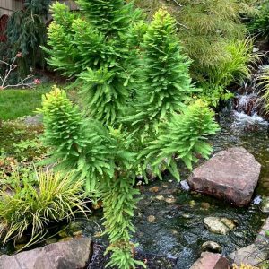 Peve Minaret Bald Cypress