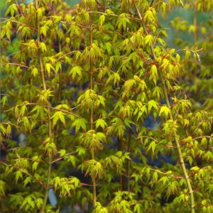 Calico Japanese Maple