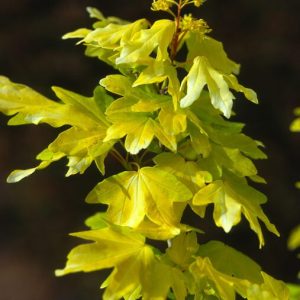 Golden Hedge Maple