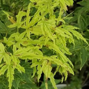 Asagi Nishiki Japanese Maple