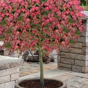 Beni Hime Japanese Maple