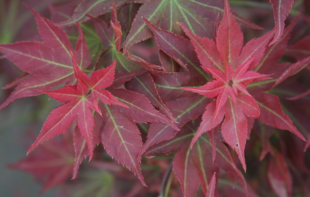 Beni Hoshi Japanese Maple