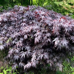 Black Lace Japanese Maple