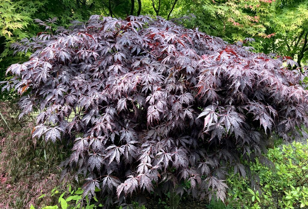 Black Lace Japanese Maple