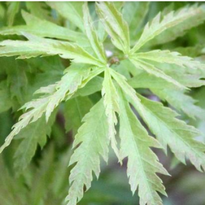 Chirimen Nishiki Japanese Maple