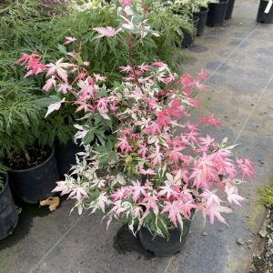 Cotton Candy Japanese Maple