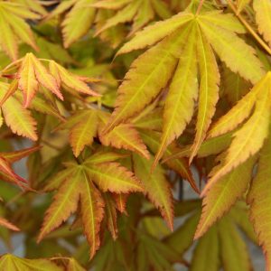 Dragon Master Japanese Maple