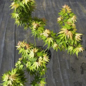 Easy Being Green Japanese Maple