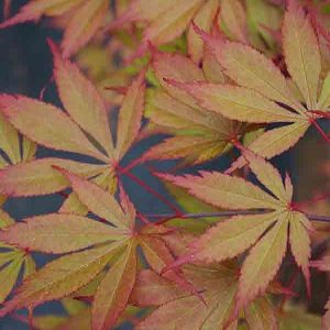 Edna Bergman Japanese Maple