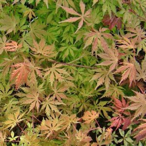 Elena's Coral Dawn Japanese Maple